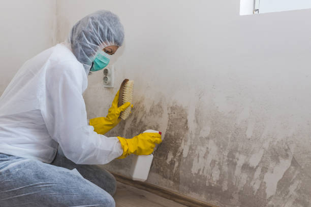 Best Mold Cleaning Services  in Marshfield, MO