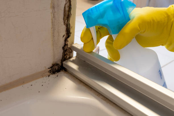Best Mold Removal Near Me  in Marshfield, MO