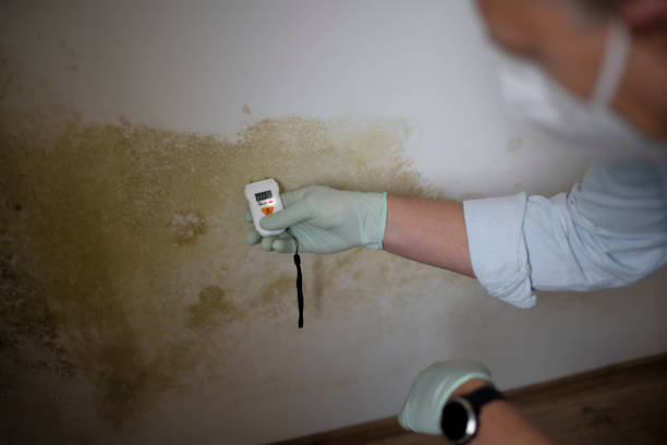 Best Black Mold Removal  in Marshfield, MO