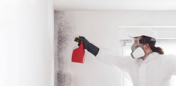 Reliable Marshfield, MO Mold Removal Solutions