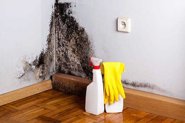 Best Attic Mold Removal  in Marshfield, MO