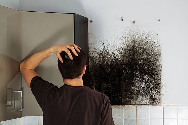 Best Same-Day Mold Removal  in Marshfield, MO