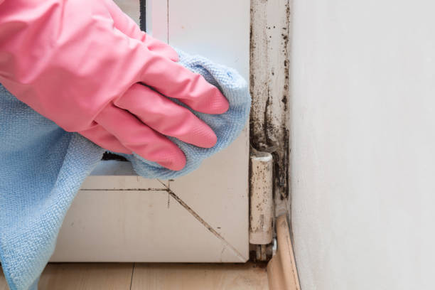 Mold Testing and Removal in Marshfield, MO